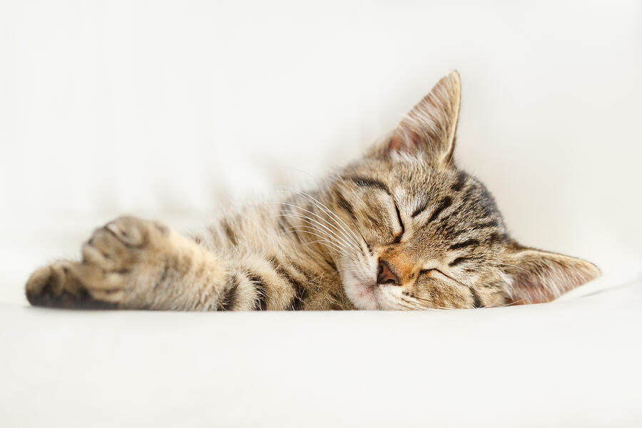 Cats Image