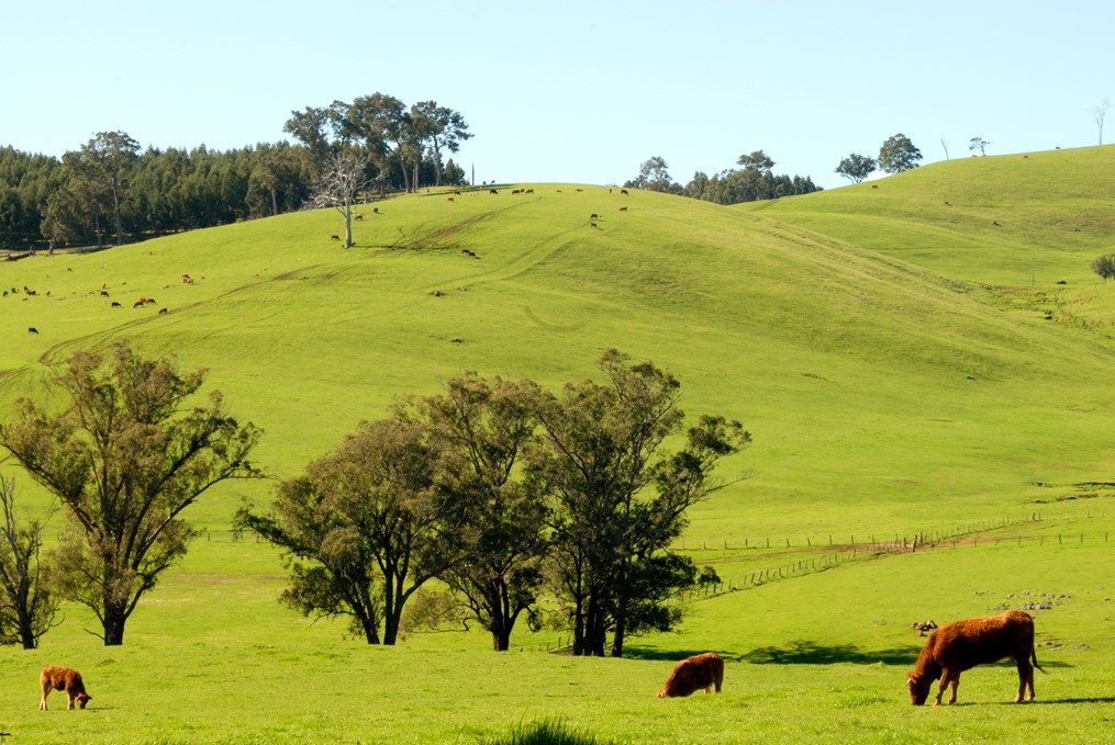 Picture: Rolling Hills