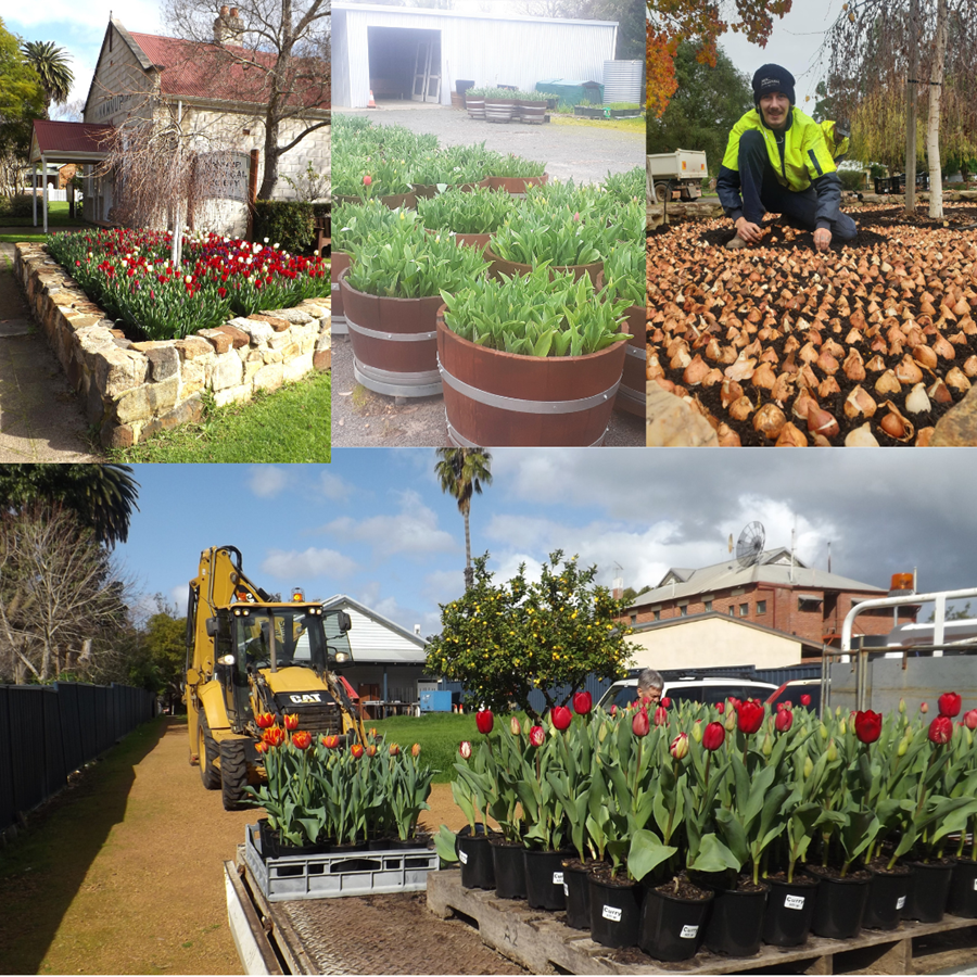 Photo: Behind the Blooms: How Nannup Comes to Life for the Flower and Garden Festival Each year, as winter settles in across Nannup, a quiet transformation begins...