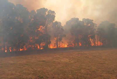 Image: Firebreaks: A Simple Measure That Makes a Big Difference