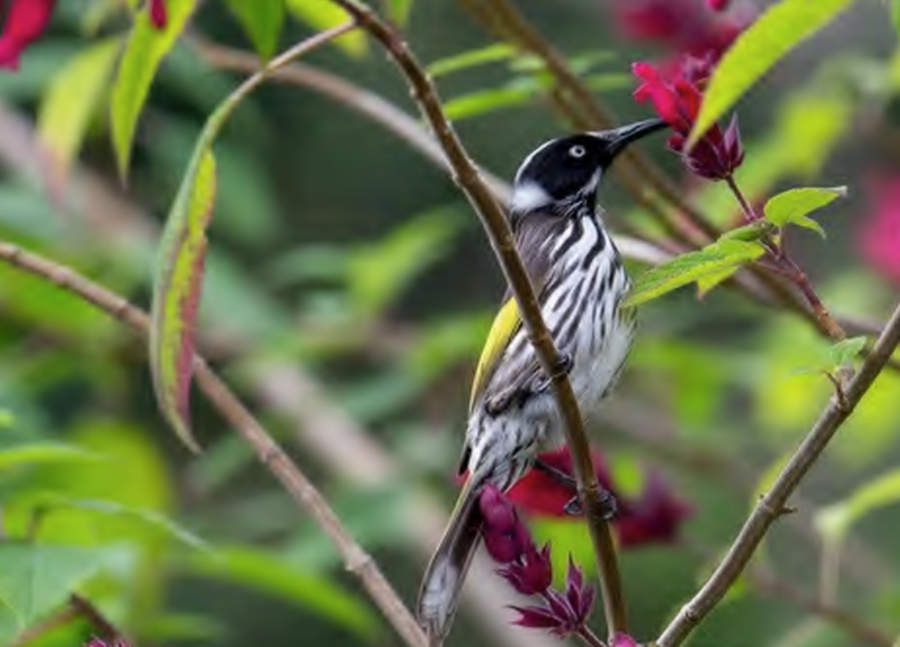 Photo: The Shire of Nannup’s 2024–2025 Annual Report, was endorsed at a Special Council Meeting on 18 December.