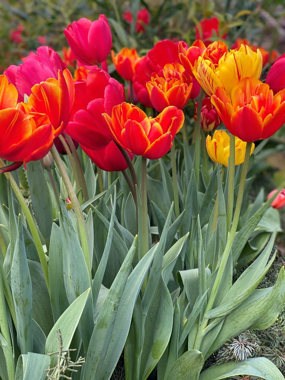 Live Lighter Nannup Flower & Garden Festival 2023