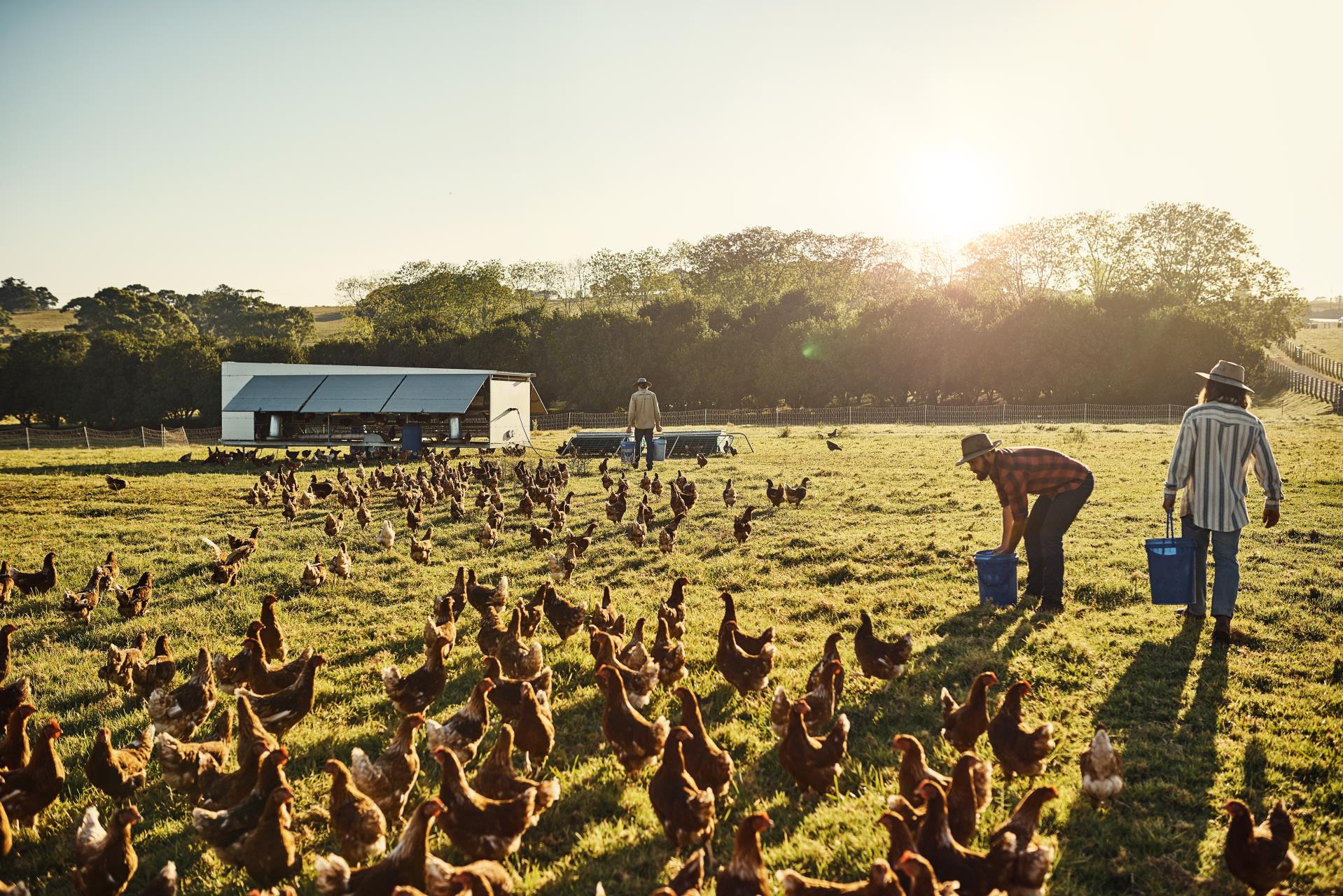 Nannup Workshop for Pasture-based Poultry (DPIRD)