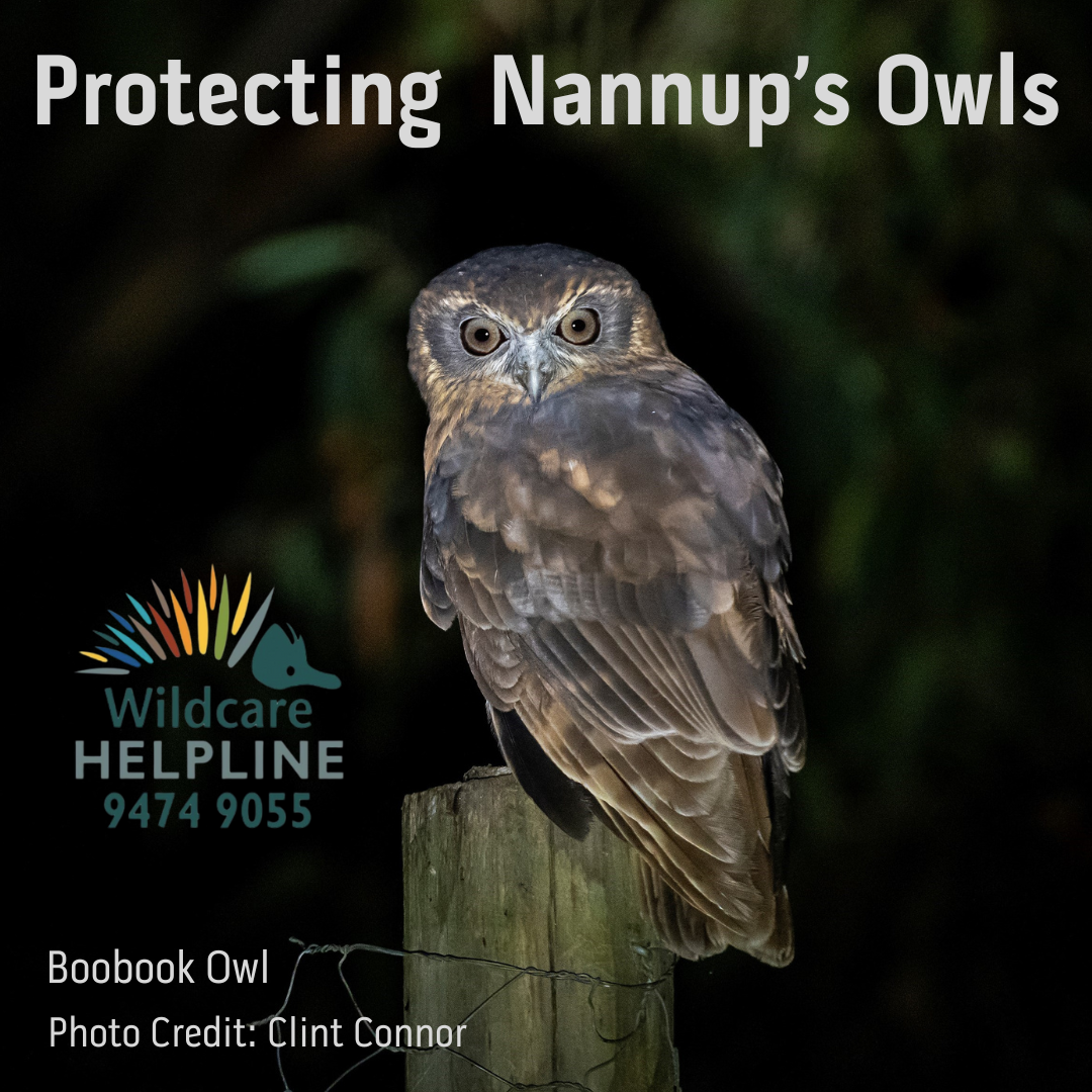 Meet Nannup's Owls