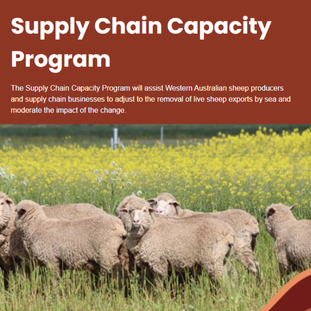 Assistance for Sheep Producers