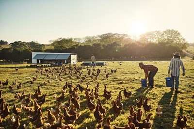 Image: Join DPIRD for a hands-on Pasture-based Poultry Biosecurity Workshop