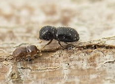 Helping Keep Nannup Shot Hole Borer PSHB Free