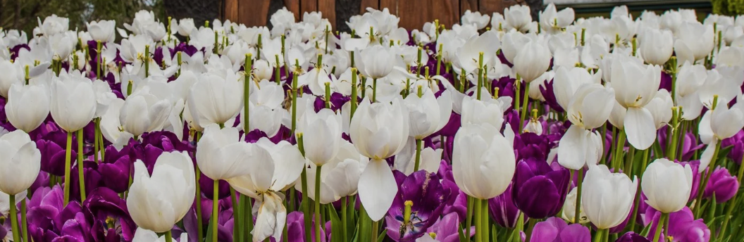 Tulips, Gardens and Community Spirit: Festival Time is Almost Here